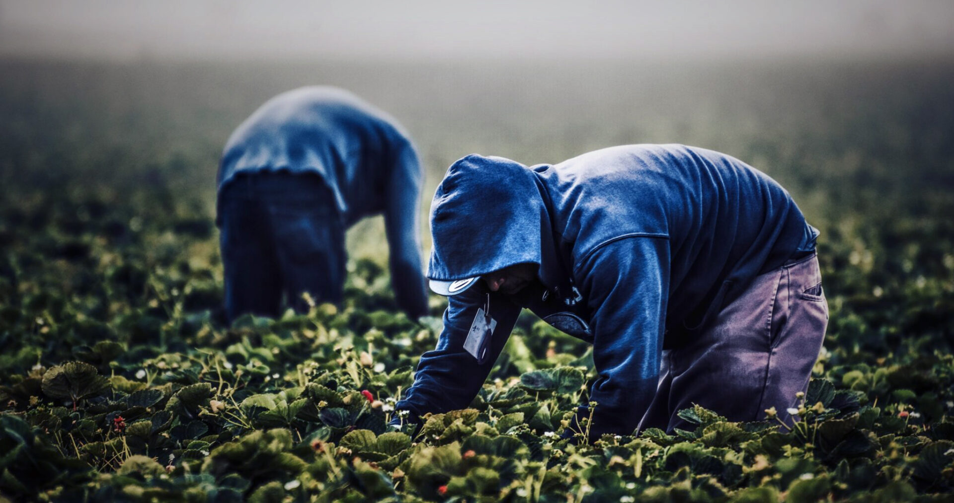 Caporalato un lavoro da quasi schiavi